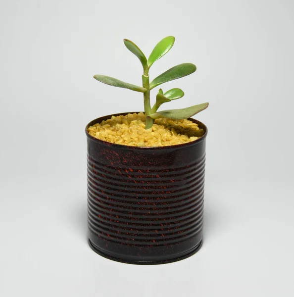 Succulent Gerecycled Beschilderd Blik Pot Grijze Achtergrond — Stockfoto