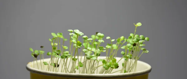 Microgreens Légumes Dans Des Pots Intérieur Sur Fond Gris — Photo