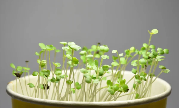 Microgreens Légumes Dans Des Pots Intérieur Sur Fond Gris — Photo