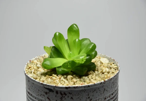 Succulent Pot Recyclé Peint Sur Fond Gris — Photo