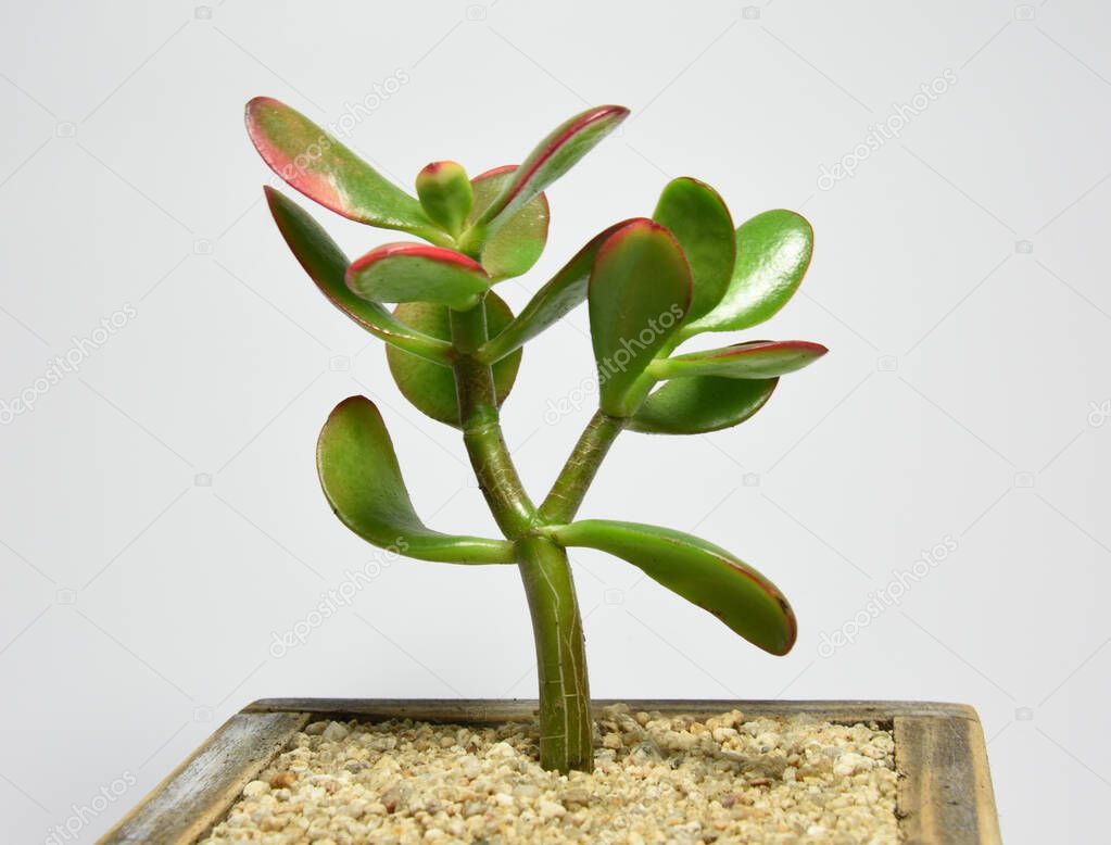 Succulent in handmade wooden pot on gray baskground