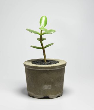 Gri arkaplanda el yapımı beton tencereler.