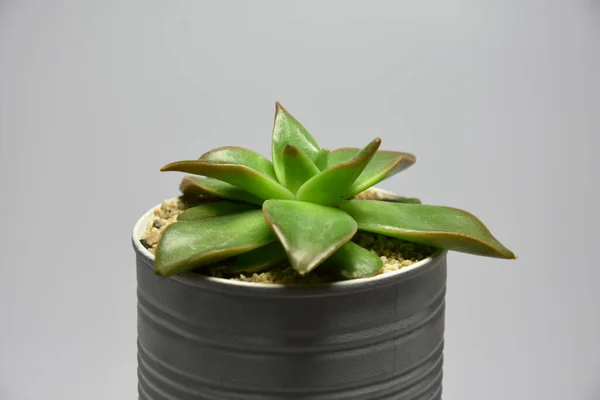 Succulent Recyklingu Malowane Może Garnek Szarym Tle — Zdjęcie stockowe