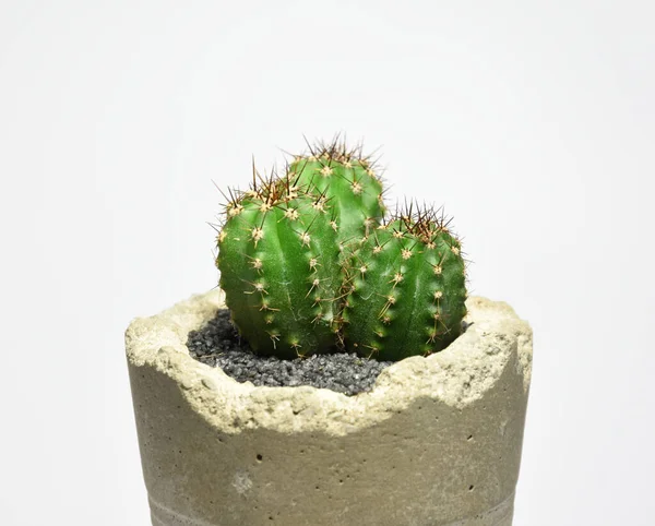 Kaktus Handgemachten Betontopf Auf Grauem Hintergrund lizenzfreie Stockfotos