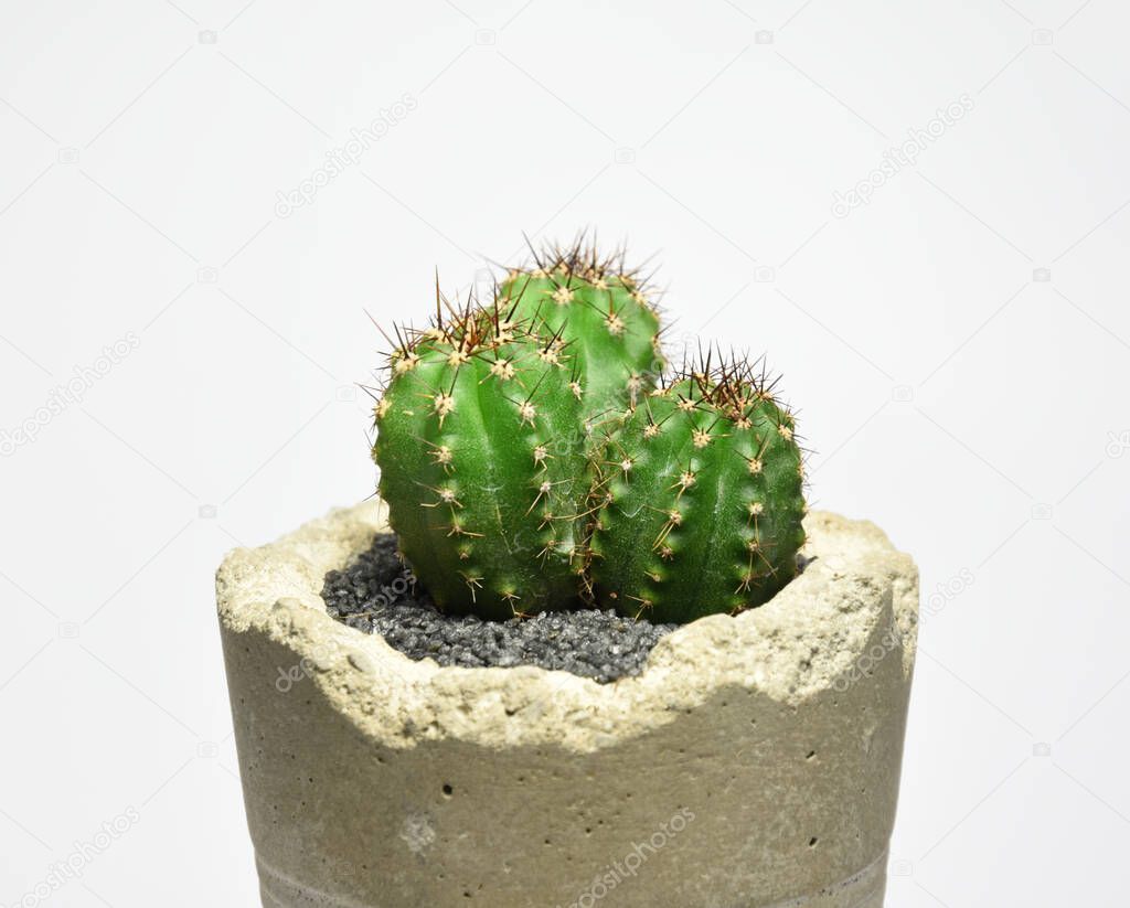 Cactus in handmade concrete pot on gray background