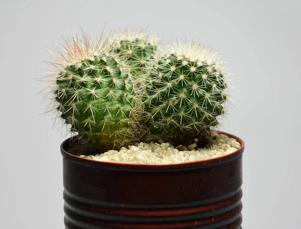 Kaktusy Recyklingu Malowane Może Garnek Szarym Tle — Zdjęcie stockowe