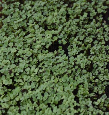 Saksılarda Arugula Mikro Yeşilleri Başlatılıyor, resmin merkezi