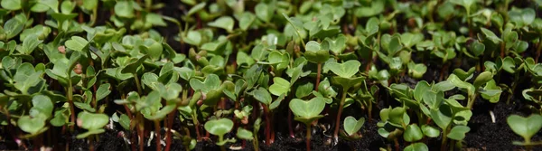 Micro Greens Radieschen Töpfen Mitte Fokussiertes Bild — Stockfoto