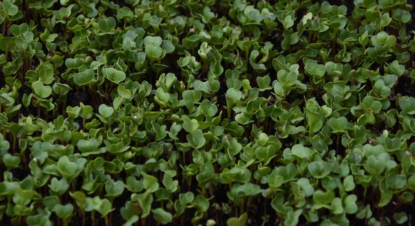 Micro Greens Radieschen Töpfen Mitte Fokussiertes Bild — Stockfoto