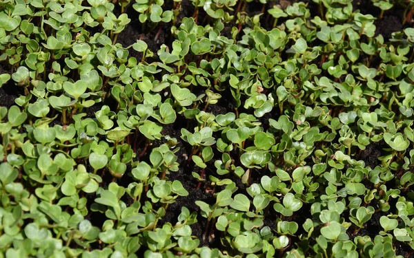 Ξεκινώντας Micro Πράσινα Ραπανάκια Γλάστρες Κεντρική Εστιασμένη Εικόνα — Φωτογραφία Αρχείου