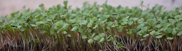 Ξεκινώντας Arugula Micro Πράσινοι Γλάστρες Στο Κέντρο Εστιασμένη Εικόνα — Φωτογραφία Αρχείου