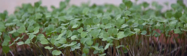 Ξεκινώντας Arugula Micro Πράσινοι Γλάστρες Στο Κέντρο Εστιασμένη Εικόνα — Φωτογραφία Αρχείου