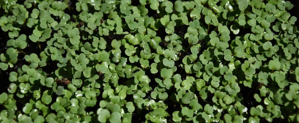 Począwszy Arugula Micro Zieloni Doniczkach Centrum Koncentruje Obraz — Zdjęcie stockowe