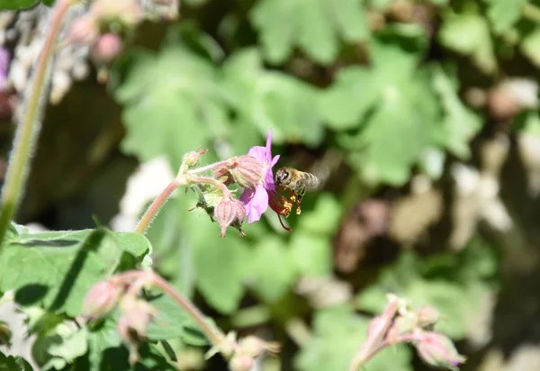 Abelha Uma Flor Polinizando Dia Ensolarado — Fotografia de Stock