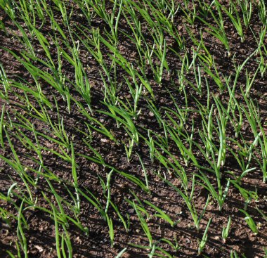 Bahçede büyüyen Taze Soğanlar