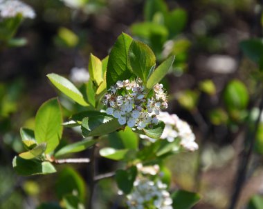 Aronia çiçek açtı, Aronia çiçek açtı.
