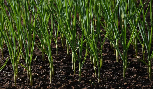 Frühlingsknoblauch Auf Dem Hof Anbauen Stockbild