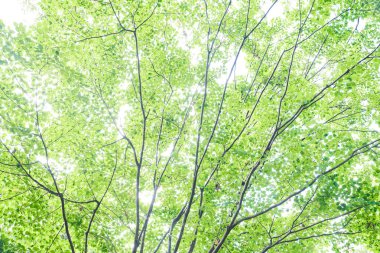 Yeşil ağaçların arkaplan resmi