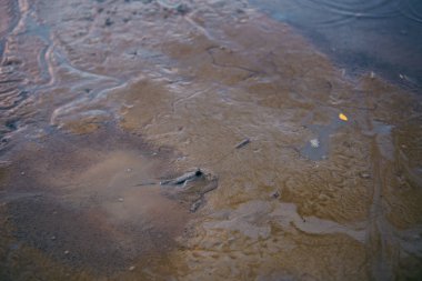 Çamur kaptanı. Suda yaşayabilen ve zamanının önemli bir kısmını suyun dışında geçiren amfibik balıklar..