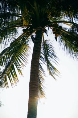 Siluet hindistan cevizi palmiye ağacı görünümü