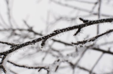 Kışın ağaçların üzerinde kar toprağı