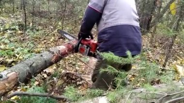 Ormanda elektrikli testereyle ağaç kesiyor.