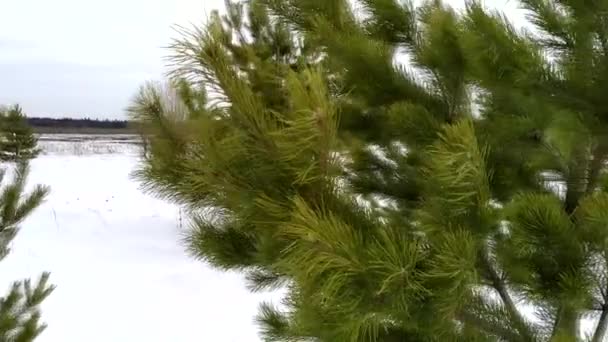 行军的大自然 松林和雪 — 图库视频影像