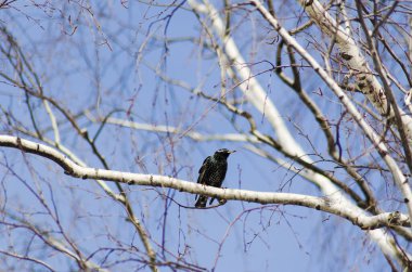 bir huş dalında sığırcık