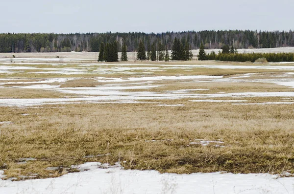 snow melting in the field in spring