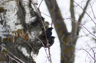 Baharda bir huş dalında 2 sığırcık.