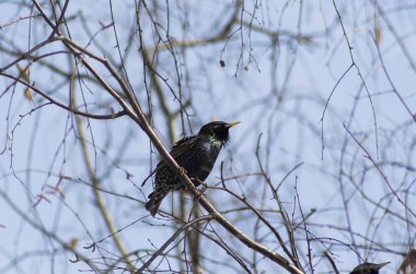 İlkbaharda bir huş dalında sığırcık