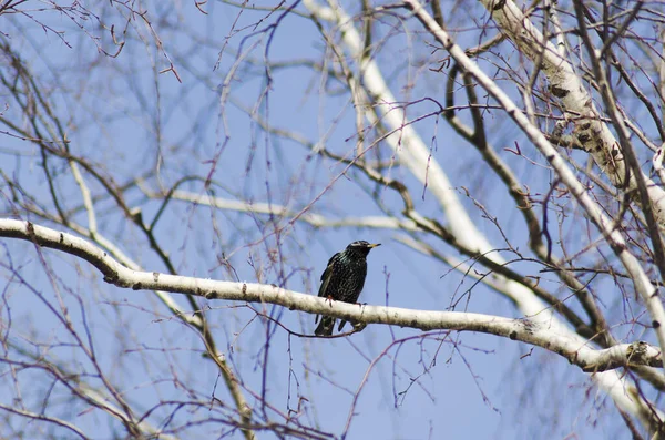 Starling Ramo Vidoeiro Primavera — Fotografia de Stock