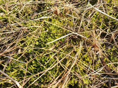 İlkbaharda taze çimen