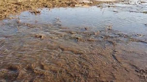 Derretir Arroyo Agua Primavera — Vídeo de stock