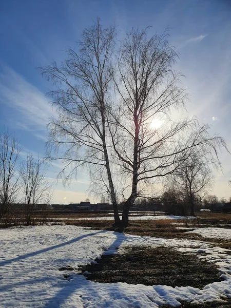 Abedul Alto Sol Nieve Derretida —  Fotos de Stock