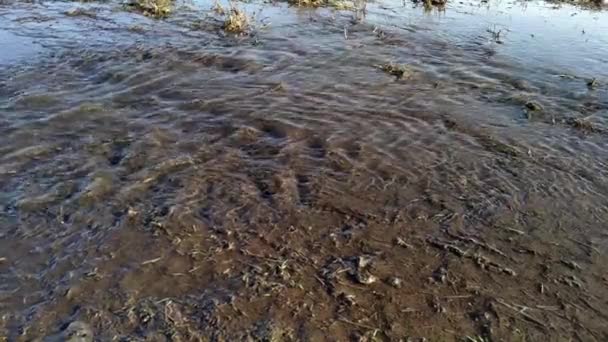 Derreter Riacho Água Primavera — Vídeo de Stock