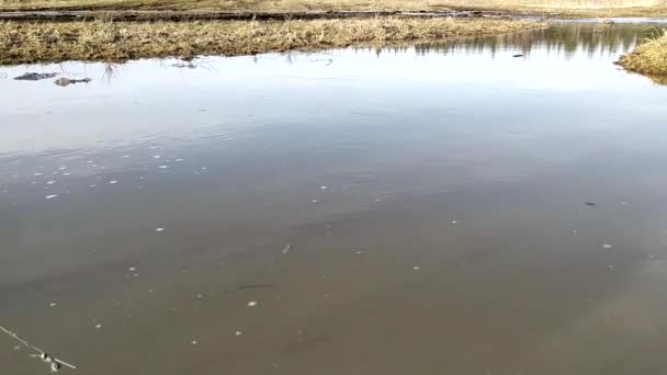 Источники Талой Воды Весной — стоковое видео