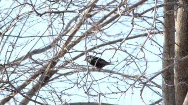 Bir akçaağaç dalında sığırcık, doğa.