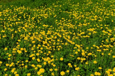 Mayıs 'ta çayırda karahindibalar