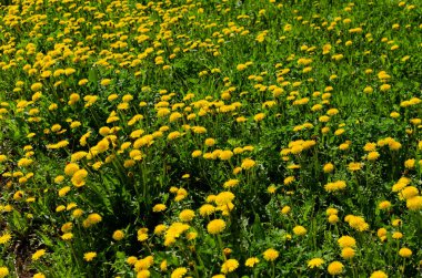 Mayıs 'ta çayırda karahindibalar