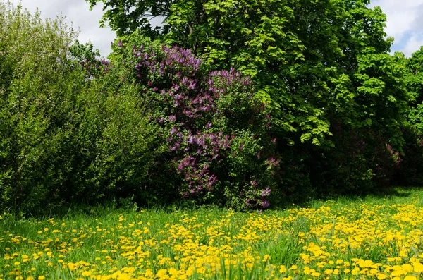 Buissons Lilas Printemps Fleurs Vives — Photo