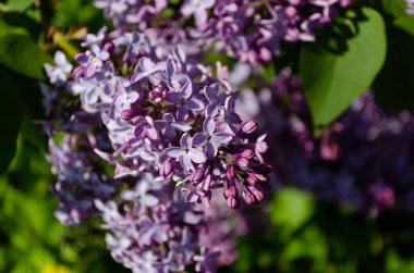 Baharda leylak çalılar, parlak çiçekler.