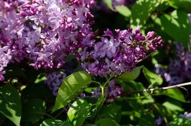 Baharda leylak çalılar, parlak çiçekler.