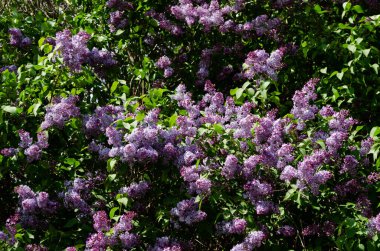 Baharda leylak çalılar, parlak çiçekler.