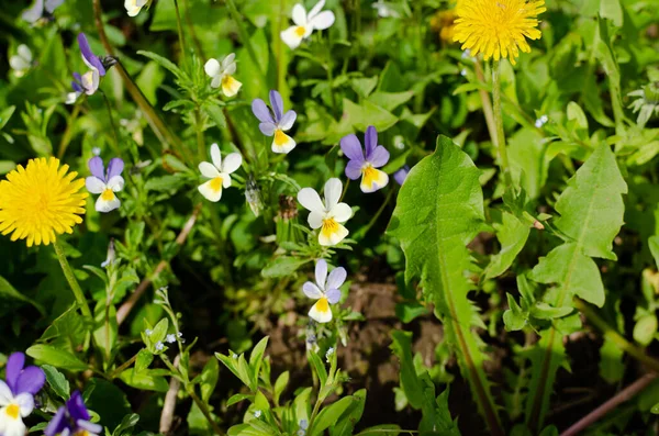 Viola Tricolore Pissenlits Printemps — Photo