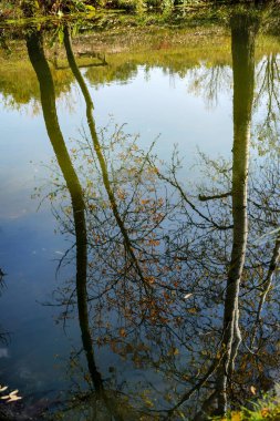 Bir nehir ağaçlarda yansıması