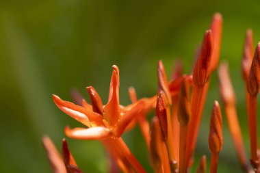 Kırmızı şırınga çiçeğinin makro merceğine yakın çekim sabah güneşi, seçici odak noktası kırmızı iğne çiçeği.