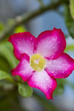 Adenyum obesum 'da sabah yağmurdan sonra su damlalarının makro merceğine yakın çekim, su damlalarına seçici odaklanma, dikey görüş.