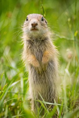 çim zemin sincap devriye