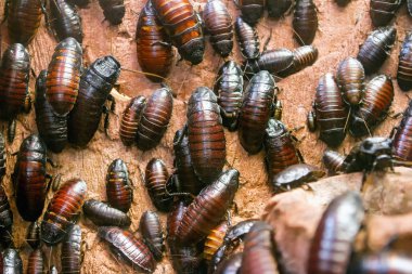 Hamamböceği tıslama Madagaskar kolonisi